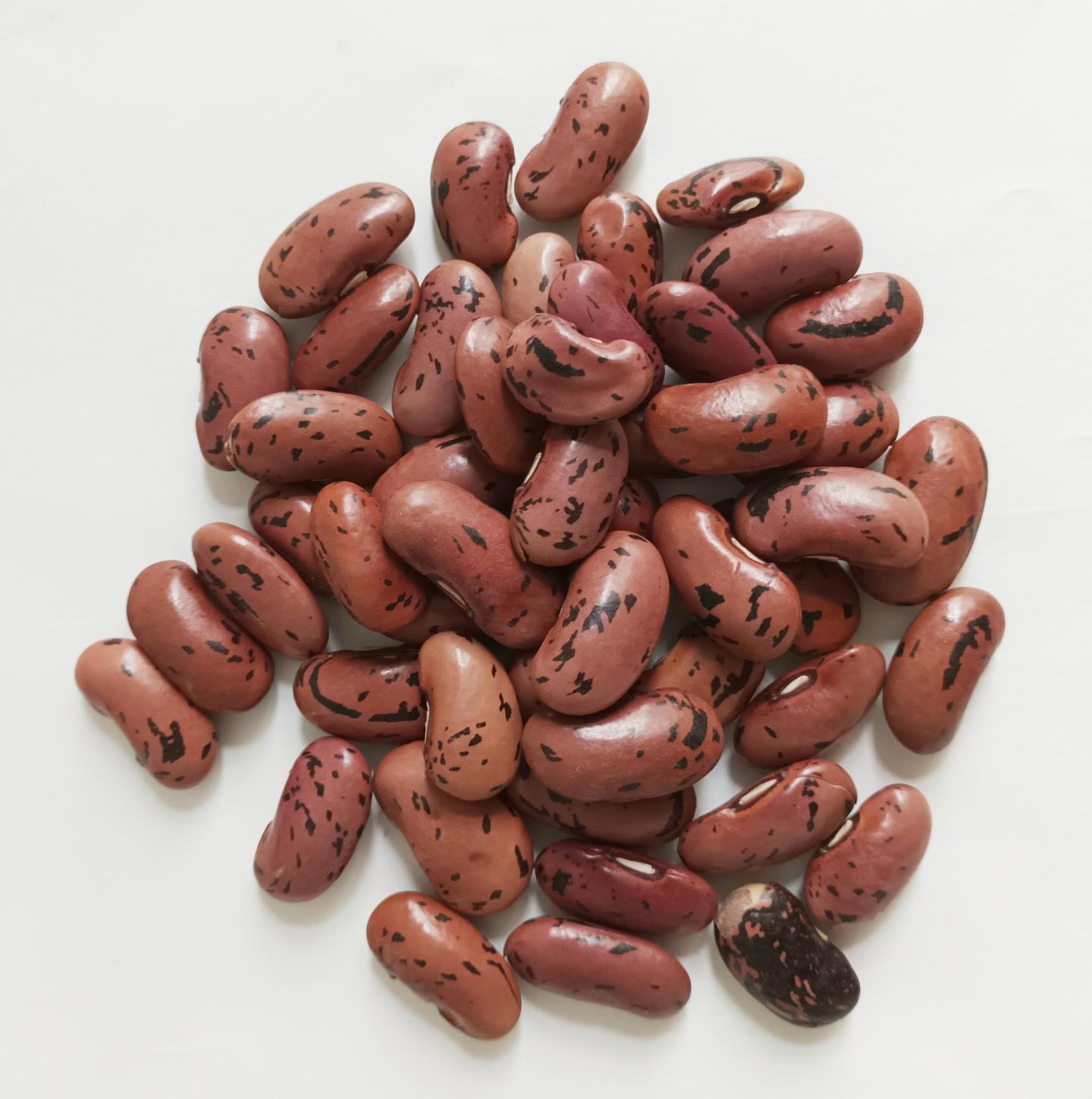 Feuerbohne "Preisgewinner" - 25 Gramm für ca. 20 Pflanzen