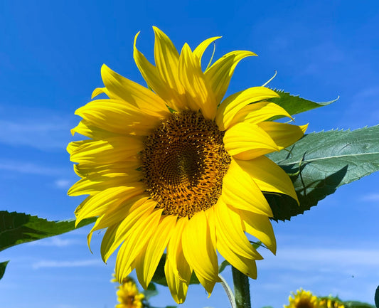 20 qm Sonnenblumensamen Große Gelbe Sonnenblume Großpackung