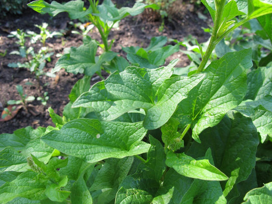 400 Samen Guter Heinrich * Chenopodium bonus-henricus *