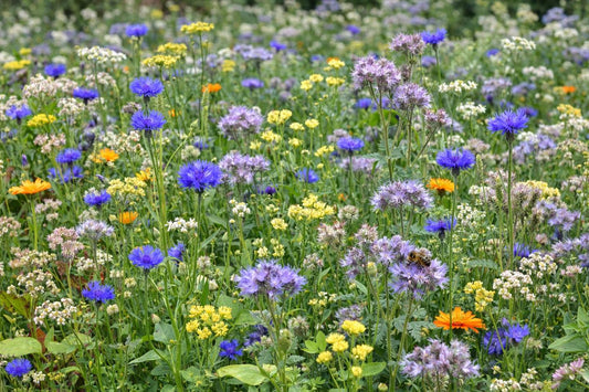 Bienenweide Hannover Mischung