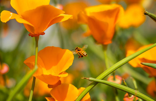 1000 Samen Kalifornischer Mohn (Goldmohn)