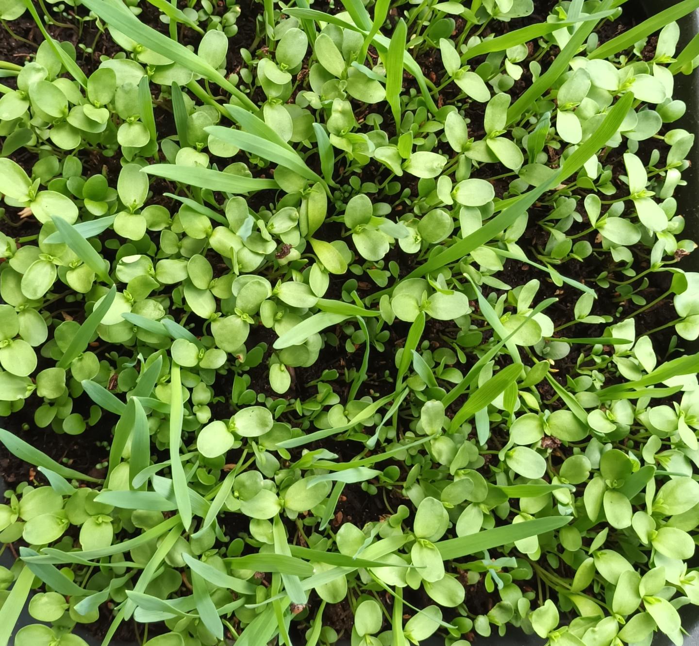 Kleintier Futterwiese Mix