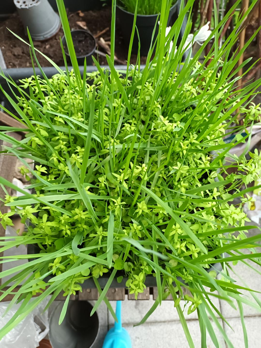 Kleintier Futterwiese Mix