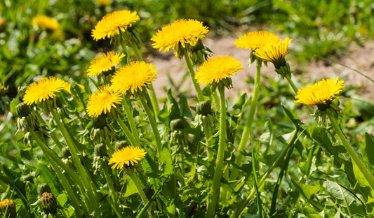 4000 Samen Löwenzahn Taraxacum officinale