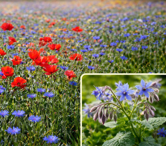 100qm Bunte Wiese Mix Kornblume + Klatschmohn und Borretsch
