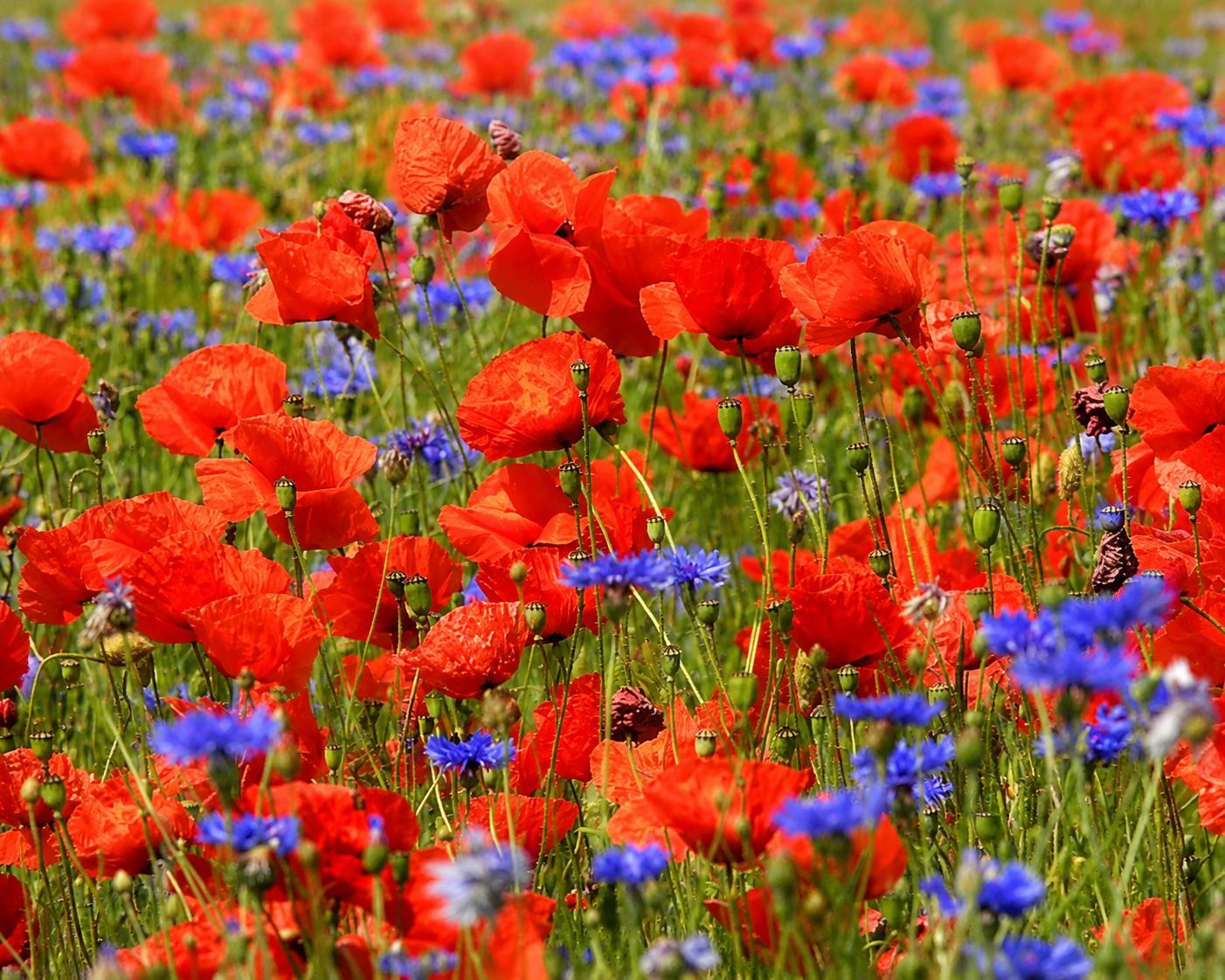 100 qm Samenmischung Kornblume + Klatschmohn