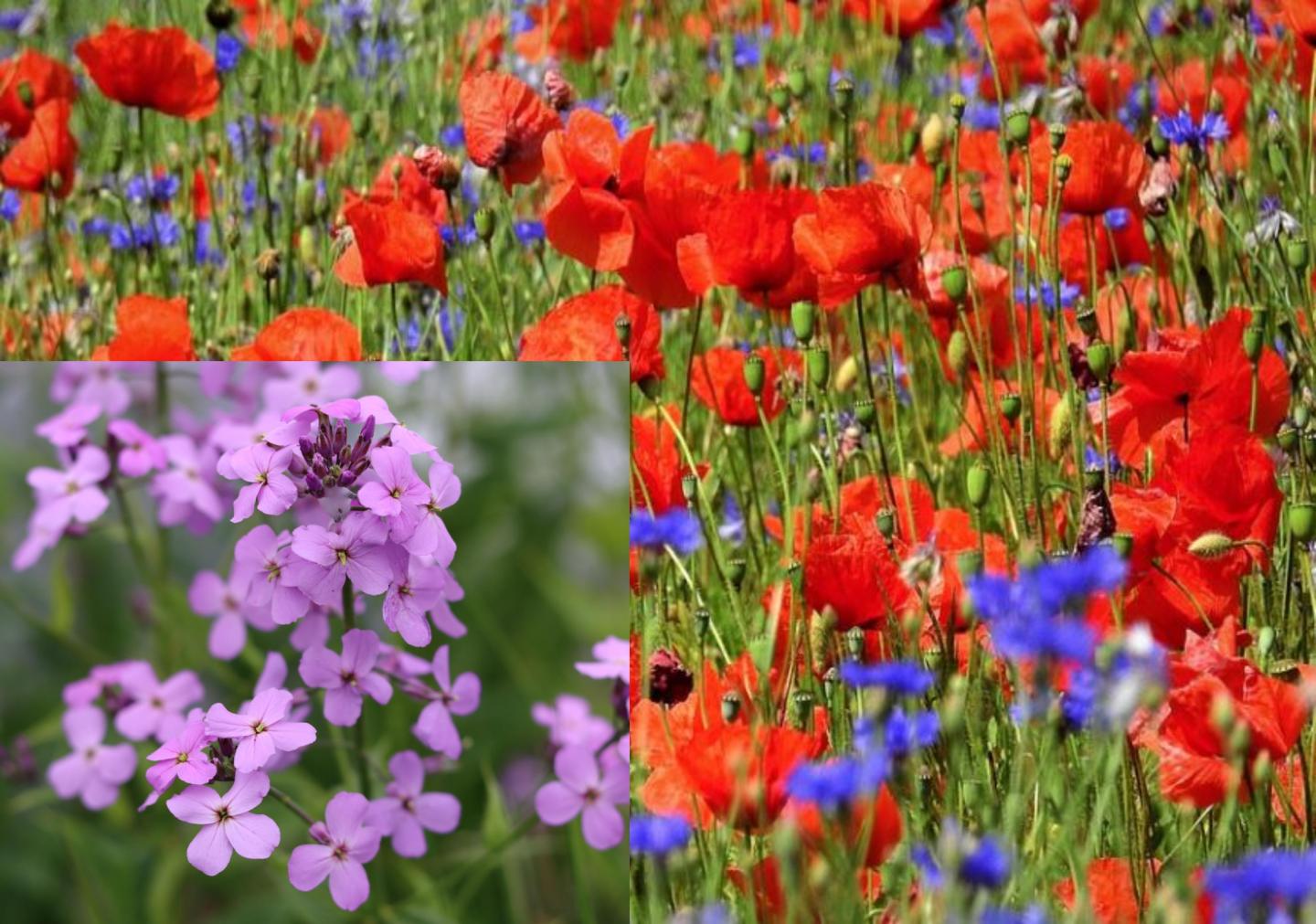 100qm Bunte Wiese Mix Kornblume + Klatschmohn und Nachtviole