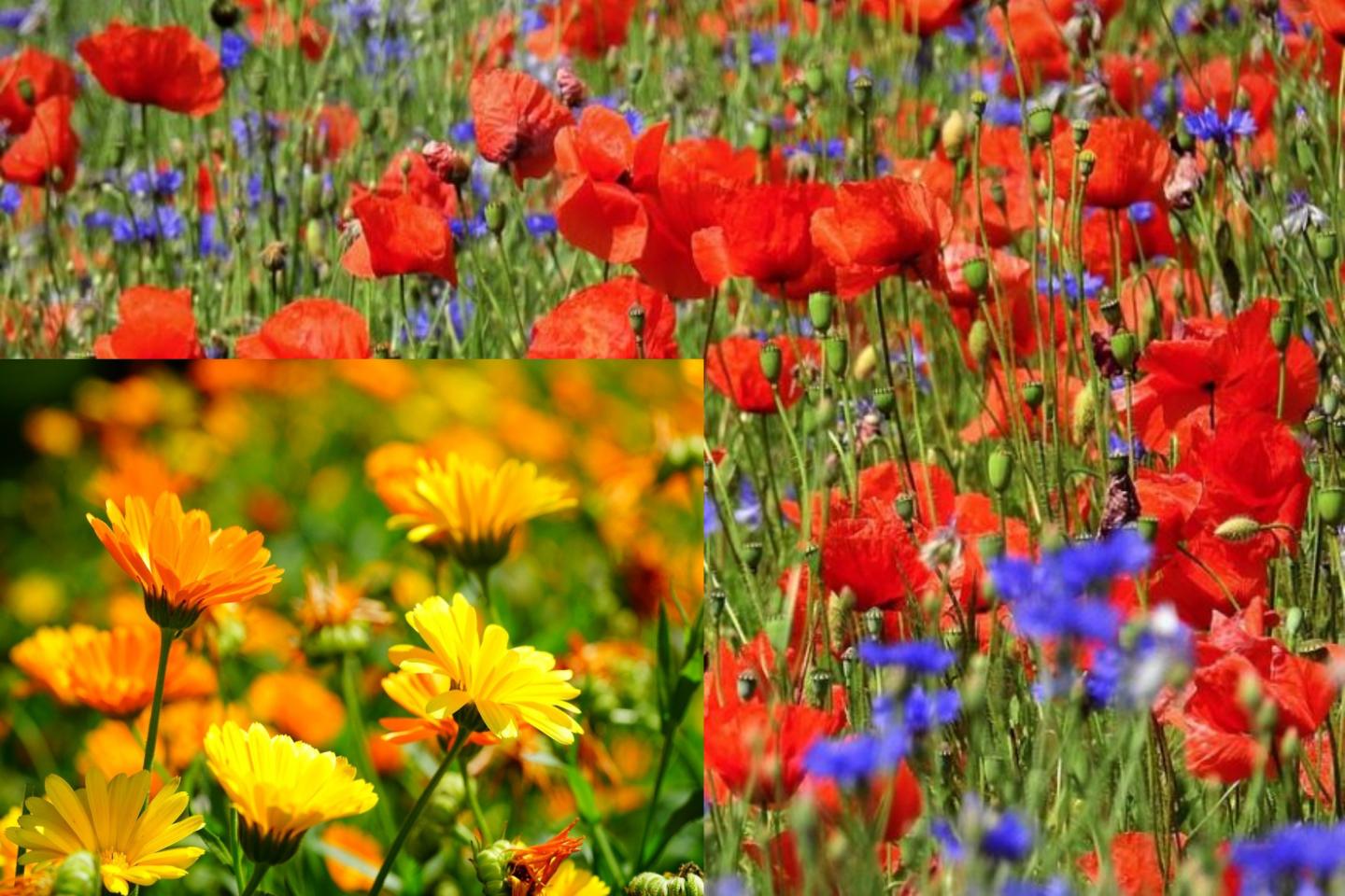 100qm Bunte Wiese Mix Kornblume + Klatschmohn und Ringelblume