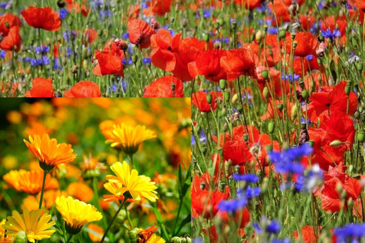 100qm Bunte Wiese Mix Kornblume + Klatschmohn und Ringelblume