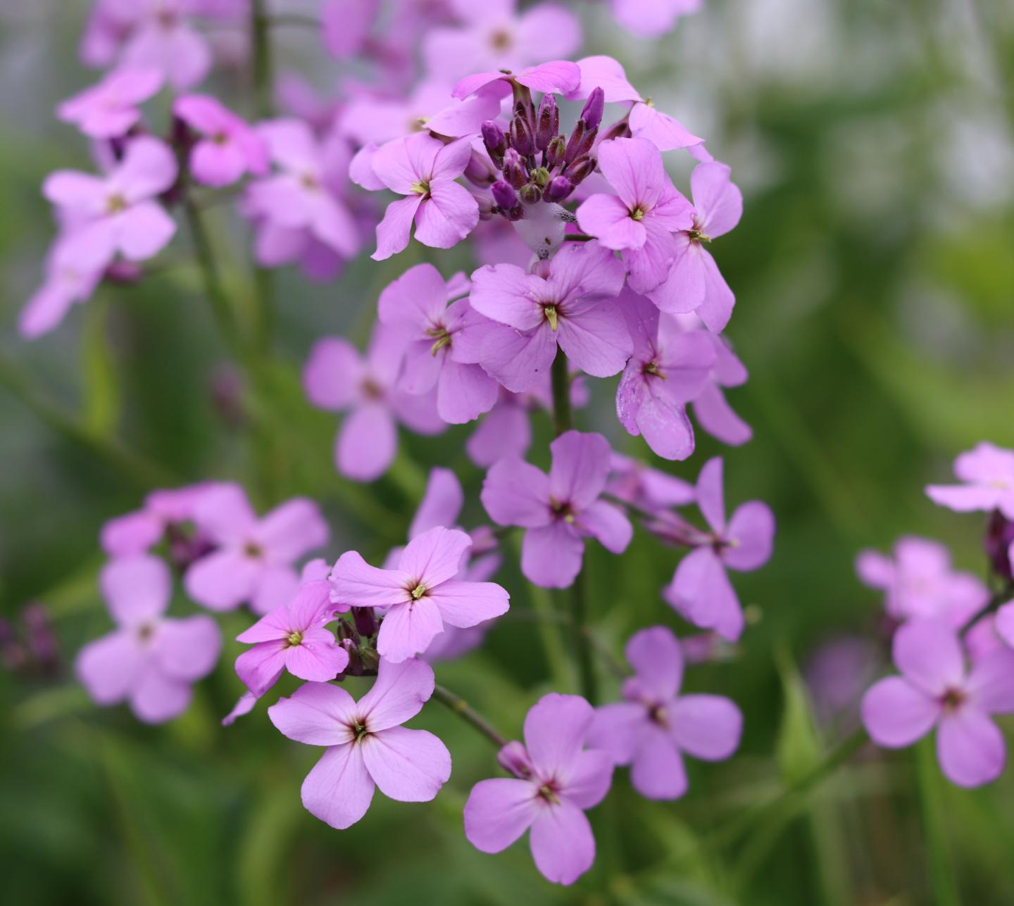 500 Samen Nachtviole - Hesperis matronalis