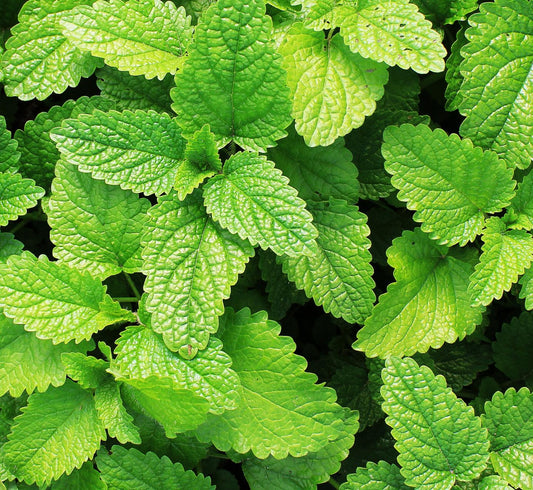 2000 Samen Pfefferminze * Mentha piperita *