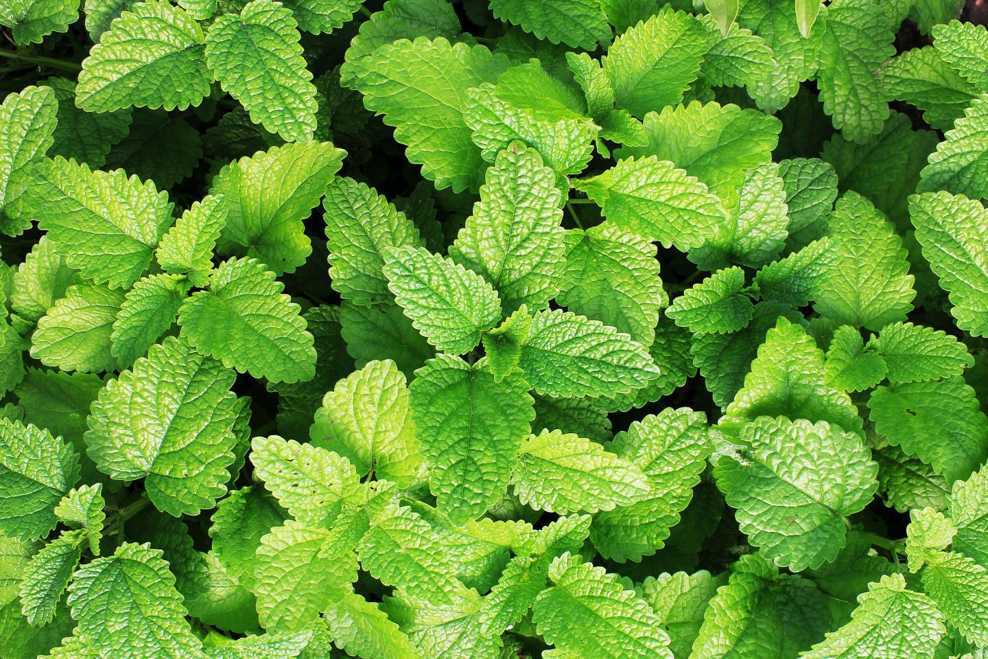 2000 Samen Pfefferminze * Mentha piperita *