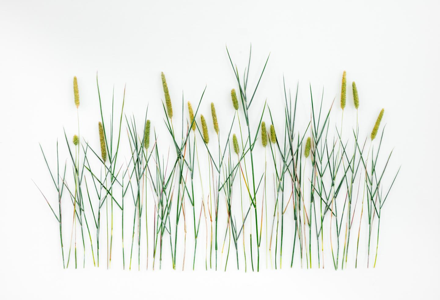 Wiesenlieschgras (Phleum pratense) – 200 Gramm