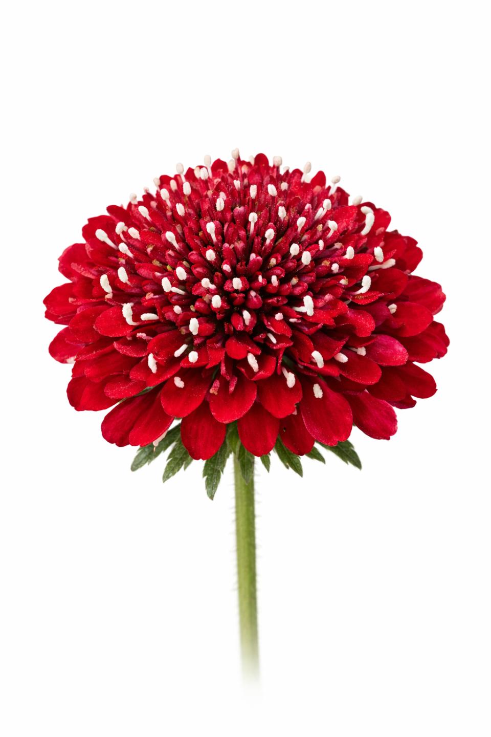 50 Samen Rote Skabiose * Scabiosa atropurpurea 'Fire King'
