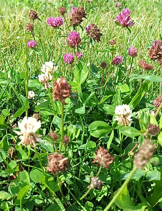 Rotklee 5000 Samen * Trifolium pratense