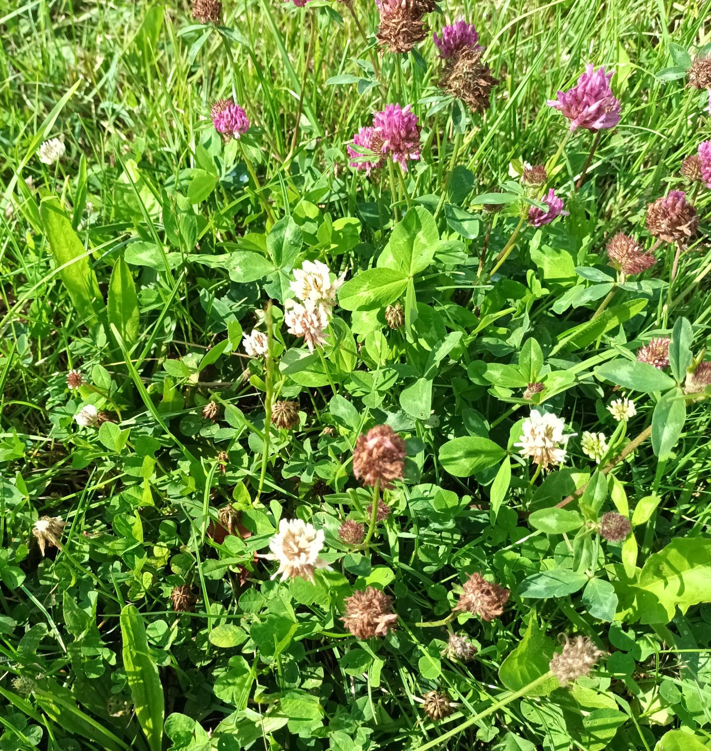 Rotklee 5000 Samen * Trifolium pratense