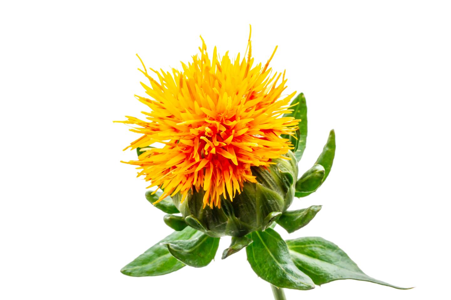 1000 Samen Färberdistel – Carthamus tinctorius