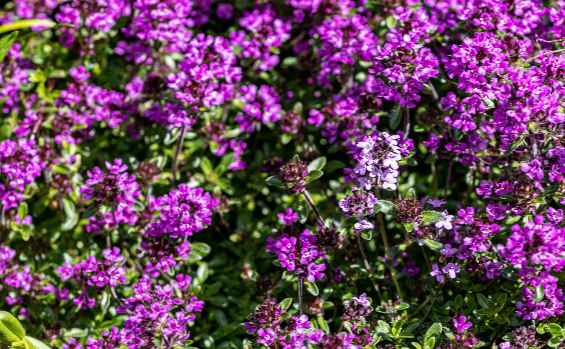 Semillas De Tomillo Rojo Perenne - 2000 Semillas De Alta Germinación, Planta Aromática Para Cocina Y Jardín, Fácil De Cultivar