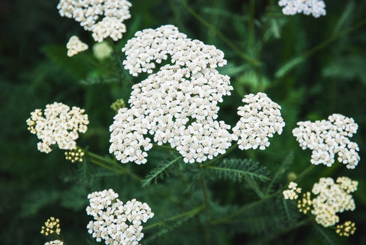 3000 Samen Gewöhnliche Schafgarbe * Achillea millefolium *