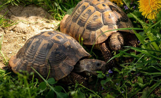Schildkrötenfutter Samenmischung mit Gräsern, Kräutern und Blumen