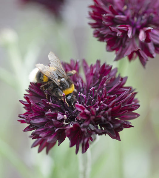 2000 Samen Schwarze Kornblume Centaurea cyanus Kornblumenwiese