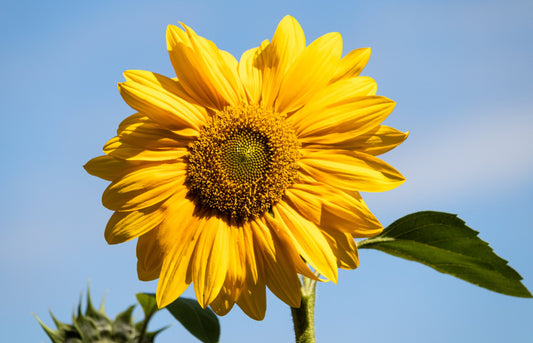 50 Samen Kleine Sonnenblume "Sunspot"