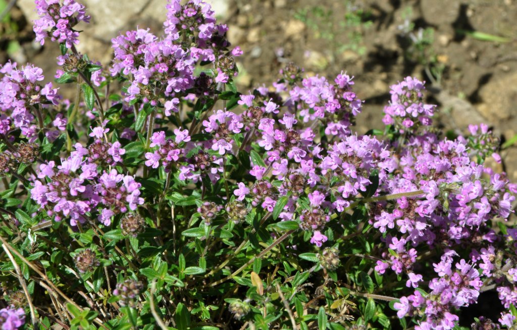 10000 Samen Deutscher Thymian * Thymus vulgaris *