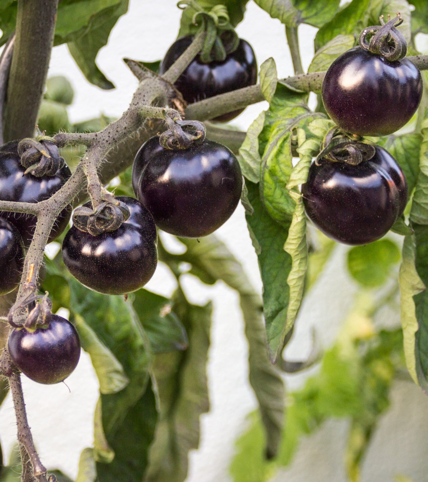 15 Samen Tomate "Black Cherry"
