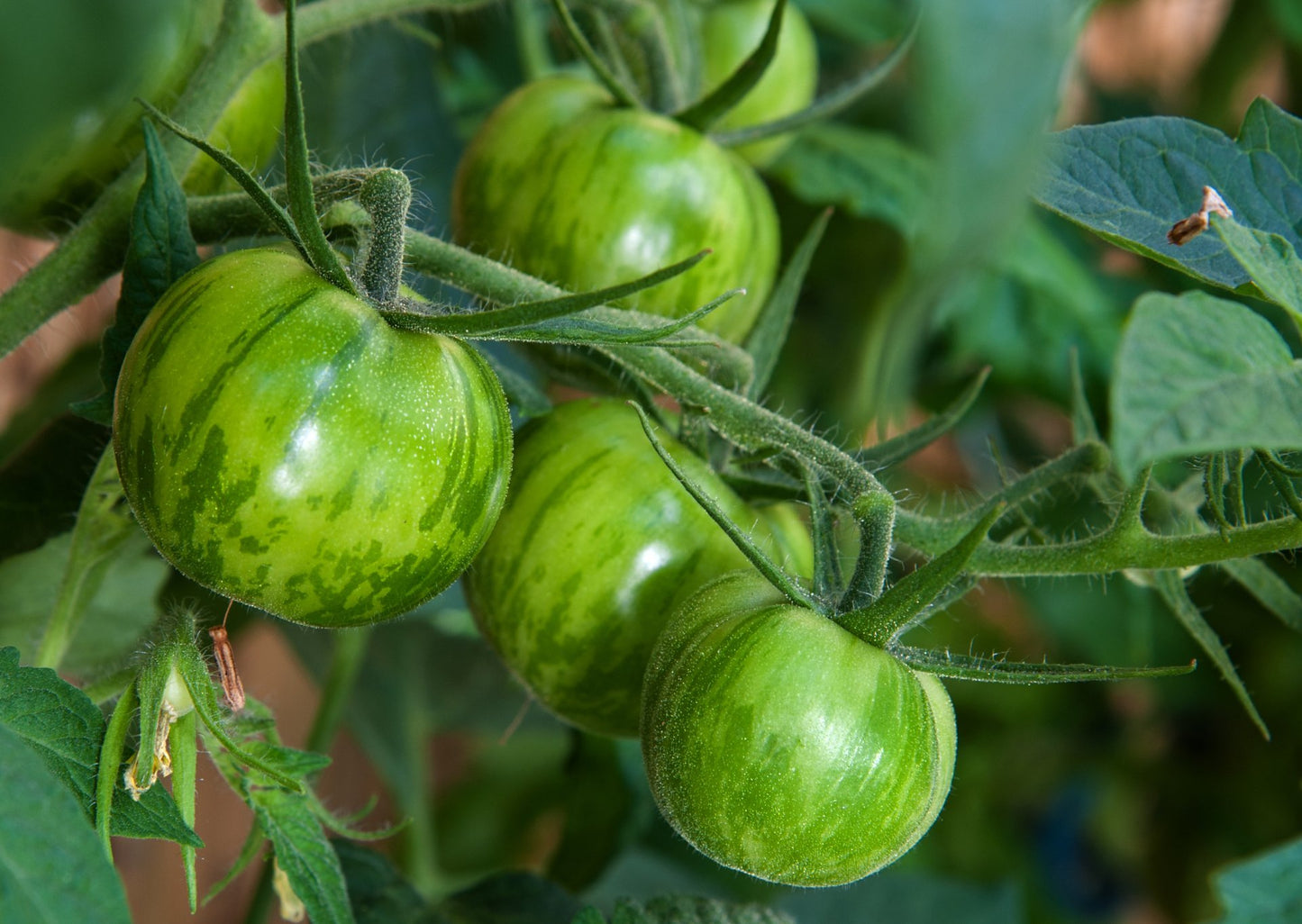 15 Samen Tomate "Green Zebra"