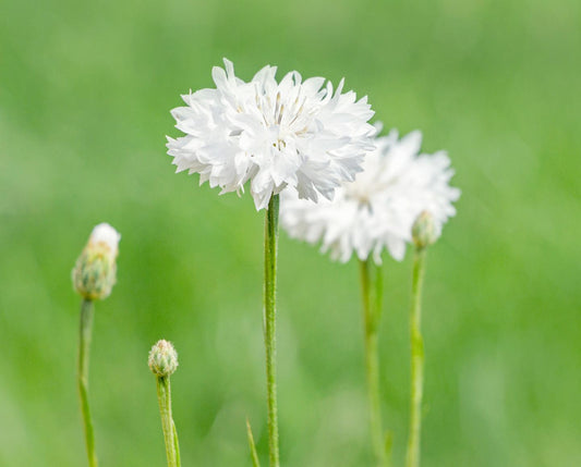 2000 Samen Weiße Kornblume Centaurea cyanus Kornblumenwiese