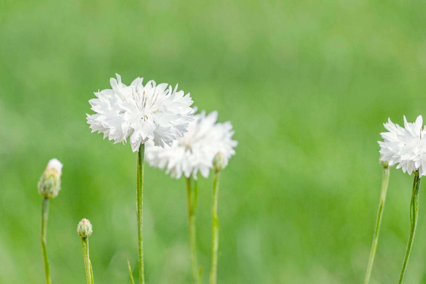 2000 Samen Weiße Kornblume Centaurea cyanus Kornblumenwiese
