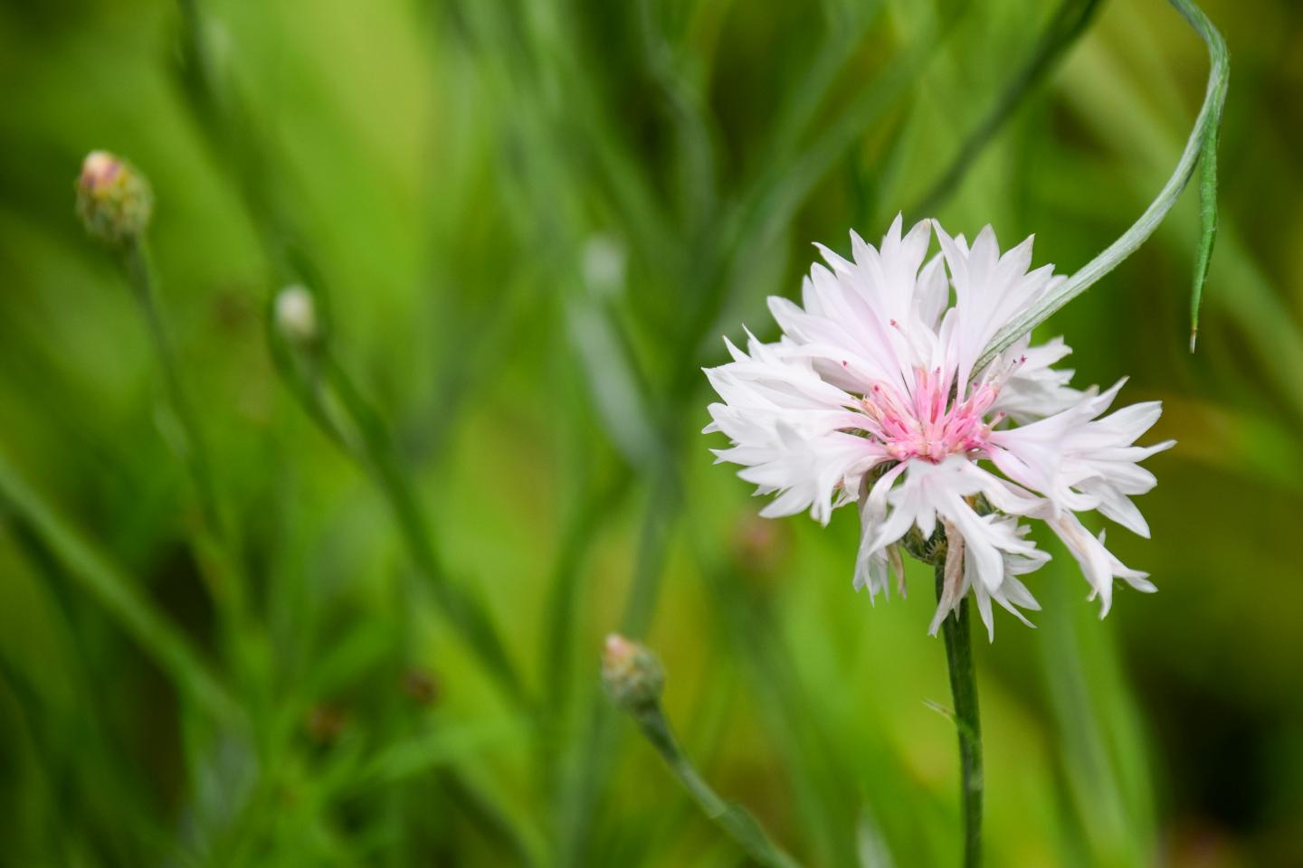 2000 Samen Weiße Kornblume Centaurea cyanus Kornblumenwiese