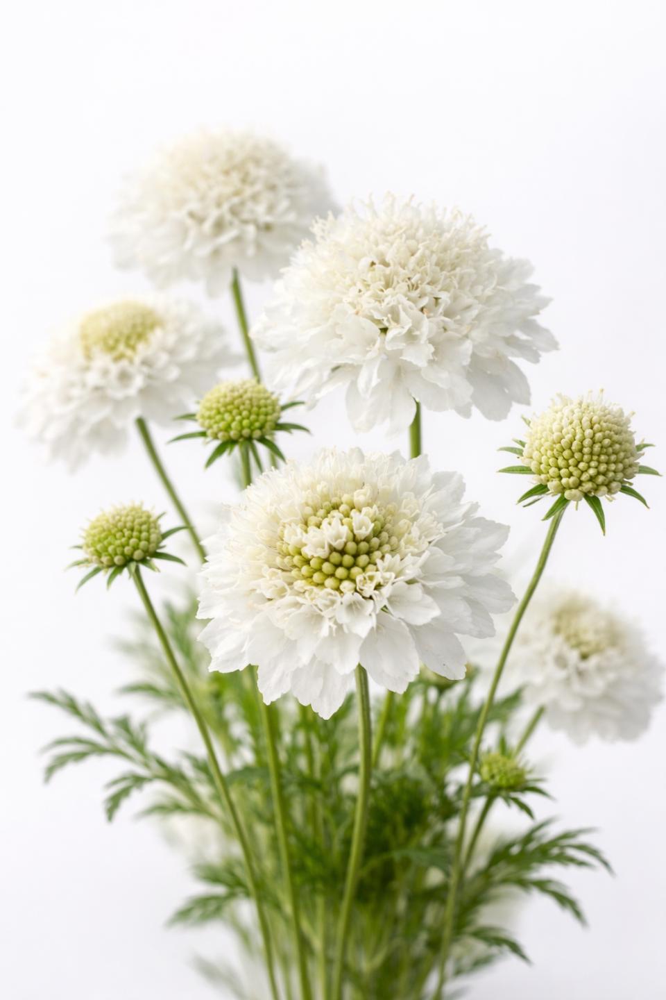 50 Samen Weiße Skabiose * Scabiosa atropurpurea "Snowmaiden"