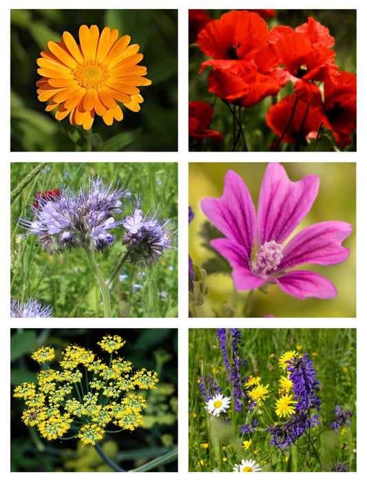 Blumensamenmischung "Wilde Blumen" - 6 Sorten Wildblumen