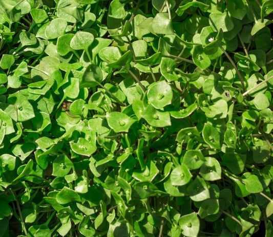 1500 Samen Winterpostelein Samen * Claytonia perfoliata *
