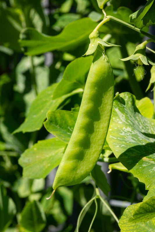 Zuckererbse „Ambrosia“ - 25 Gramm für ca. 100 Pflanzen
