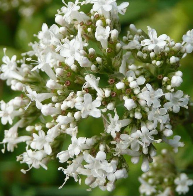 300 Samen Echter Baldrian Valeriana officinalis - winterhart, Teepflanze, Heilpflanze
