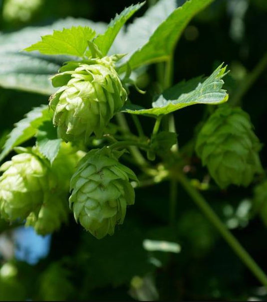 150 Samen Echter Hopfen Humulus lupulus - mehrjährig Fassadenbegrünung, essbar