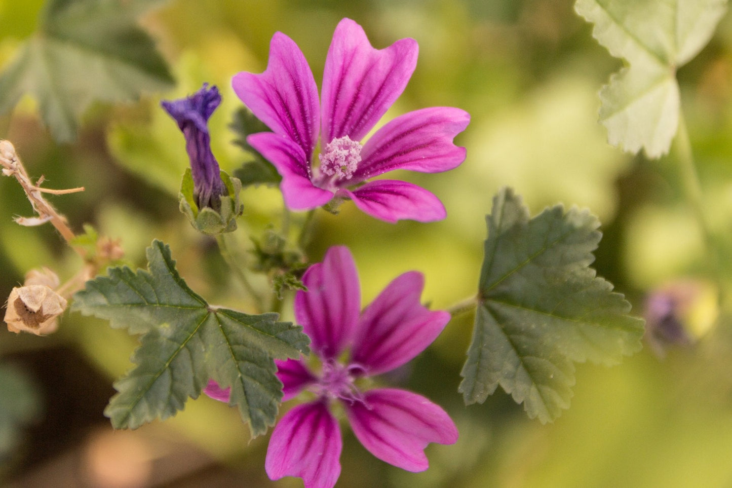 2000 Samen Wilde Malve Großpackung Malva sylvestris Käsepappel