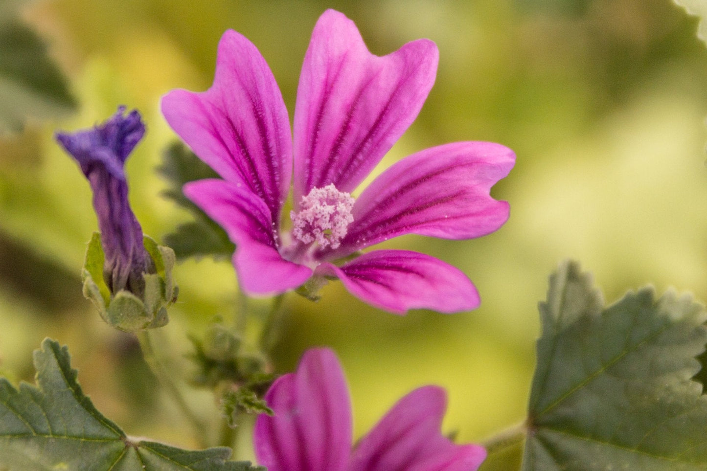 2000 Samen Wilde Malve Großpackung Malva sylvestris Käsepappel