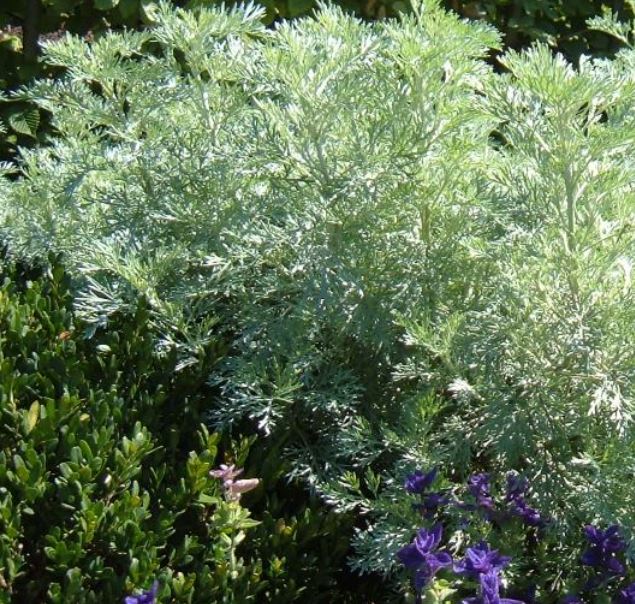 3000 Samen Artemisia absinthium - Echter Wermut Wermutkraut, winterhart