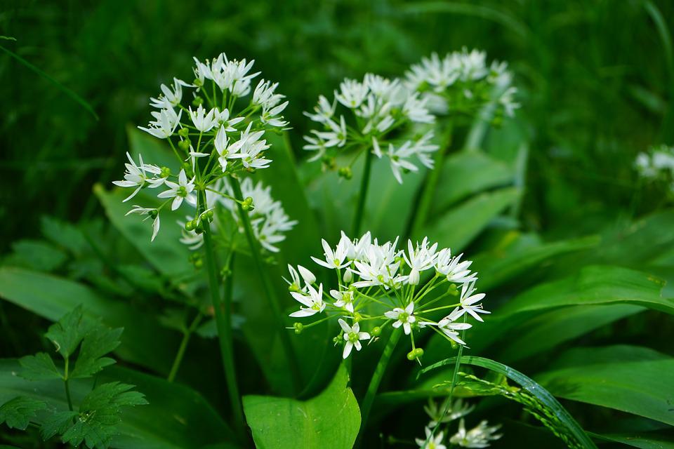 60 Samen Bärlauch Allium ursinum - Waldknoblauch mehrjährig winterhart