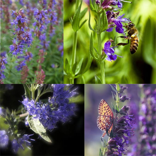 400 Samen Echter Ysop Hyssopus officinalis Eisenkraut