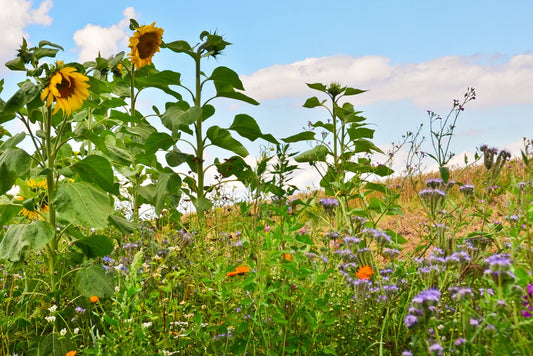 Einjährige Blühmischung für Bienenweiden