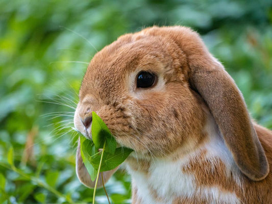 Kaninchenwiese Samen Kräuterwiese anlegen für Kaninchen und Meerschweinchen