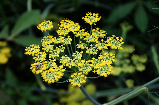 200 Samen Echter Fenchel Foeniculum vulgare - Gewürzfenchel, Tee