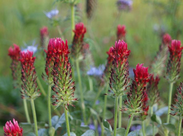 6000 Samen Inkarnatklee Trifolium incarnatum - Großpackung Blutklee Rosen Klee