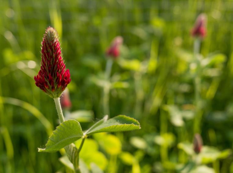 6000 Samen Inkarnatklee Trifolium incarnatum - Großpackung Blutklee Rosen Klee