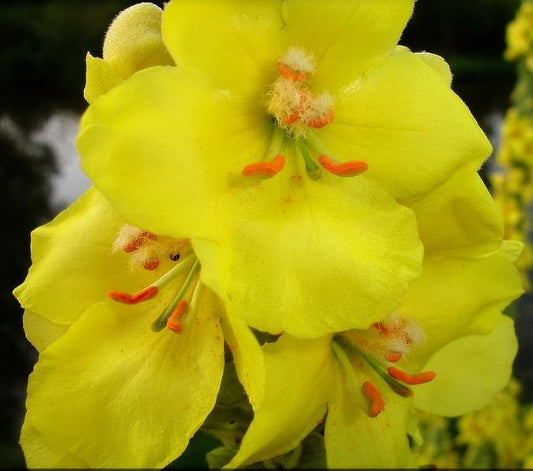 1000 Samen Arznei-Königskerze Verbascum densiflorum - Großblütige Form