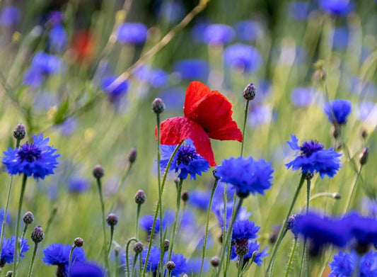 1000 Samen Blaue Kornblume Centaurea cyanus Kornblumenwiese